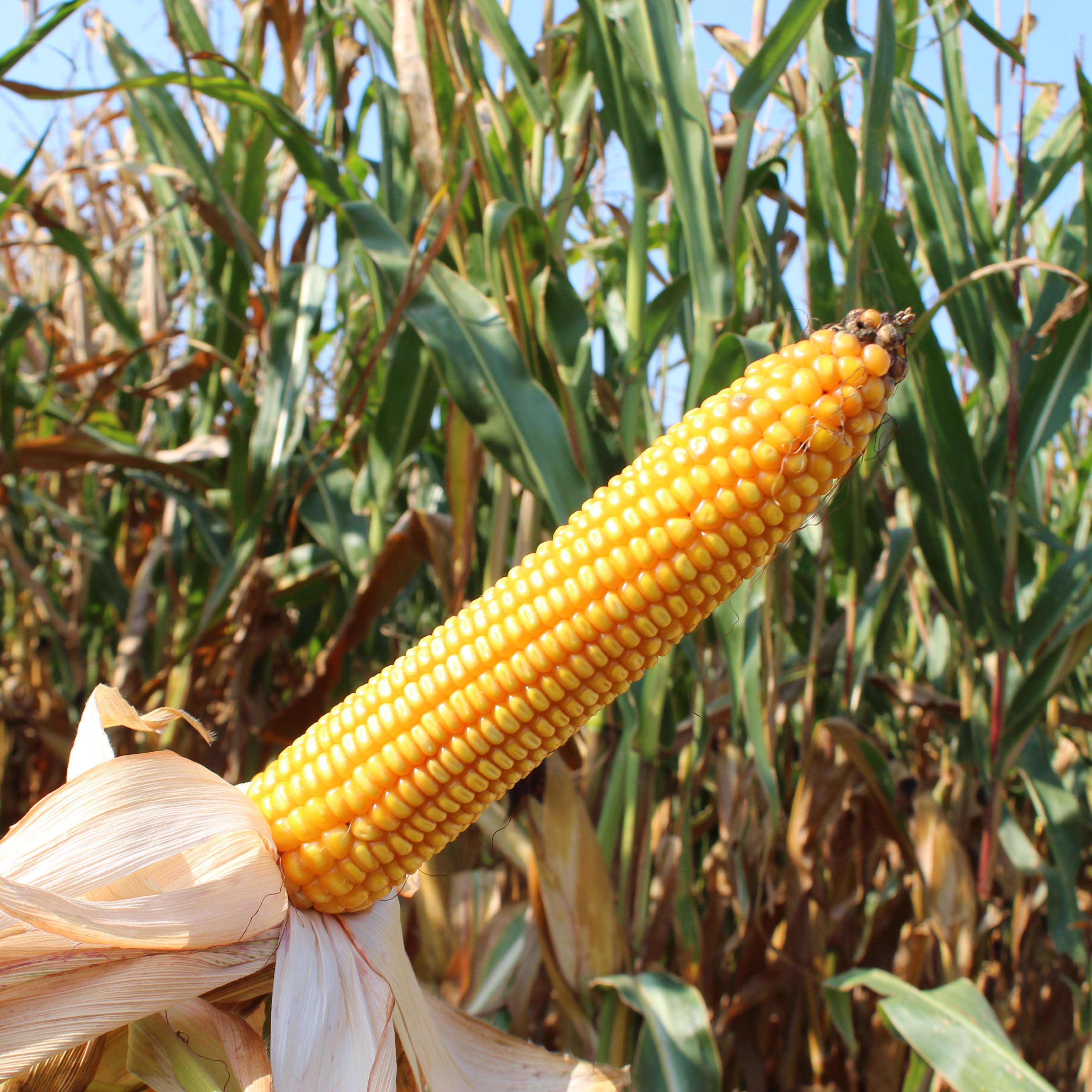 KOLBA KISZONKA BAOBI CS