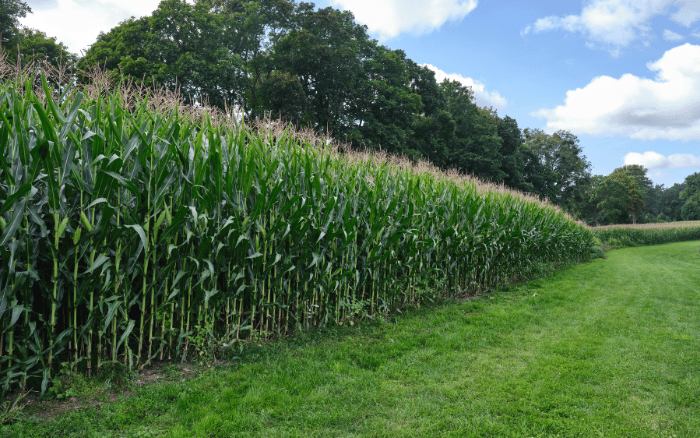 KUKURYDZA NA KISZONKE OD LIDEA NA PODLASIU