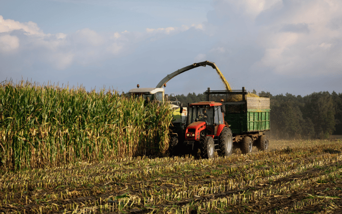 zbiór kukurydzy es islander na bardzo slabej glebie