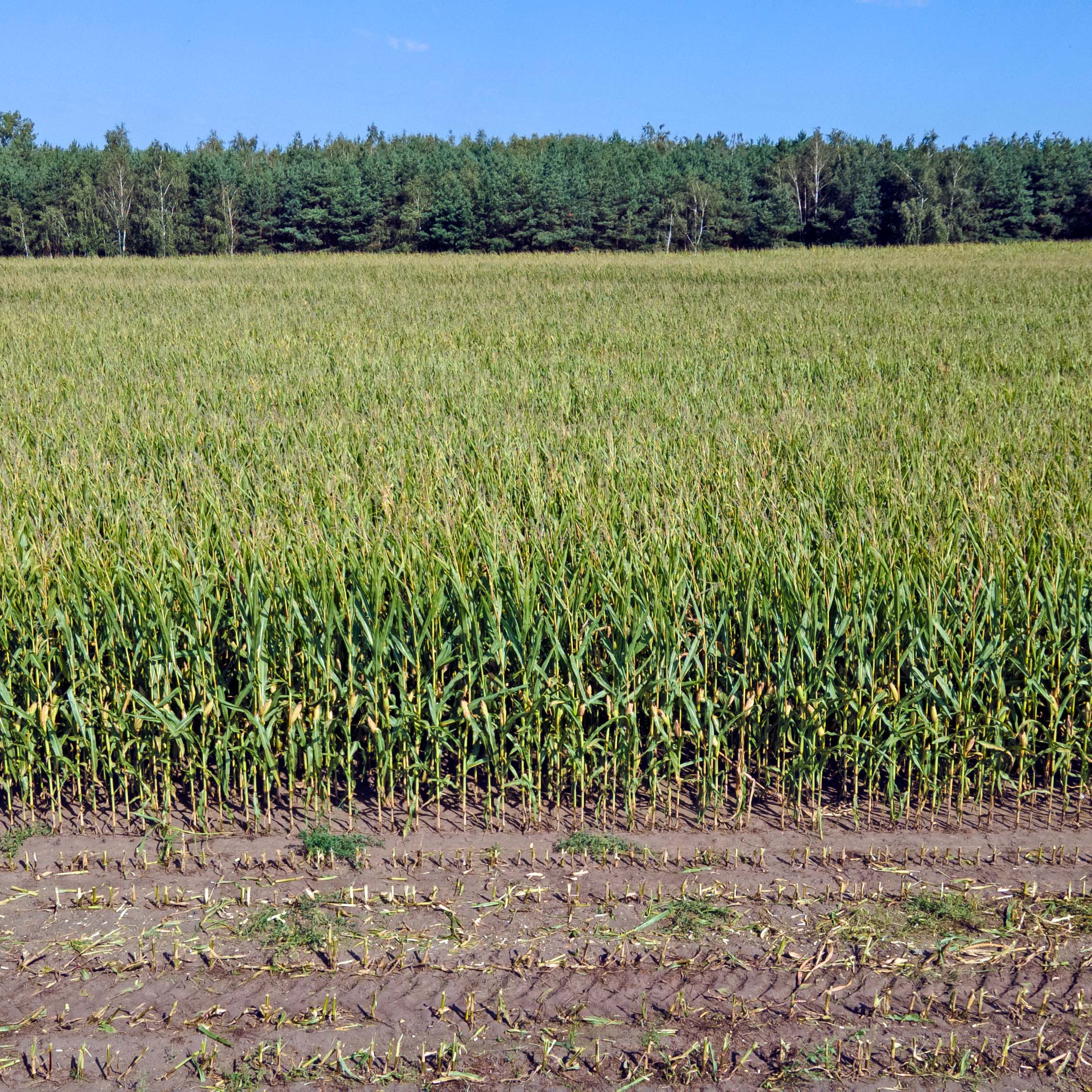 LID2888C KUKURYDZA NA KISZONKĘ