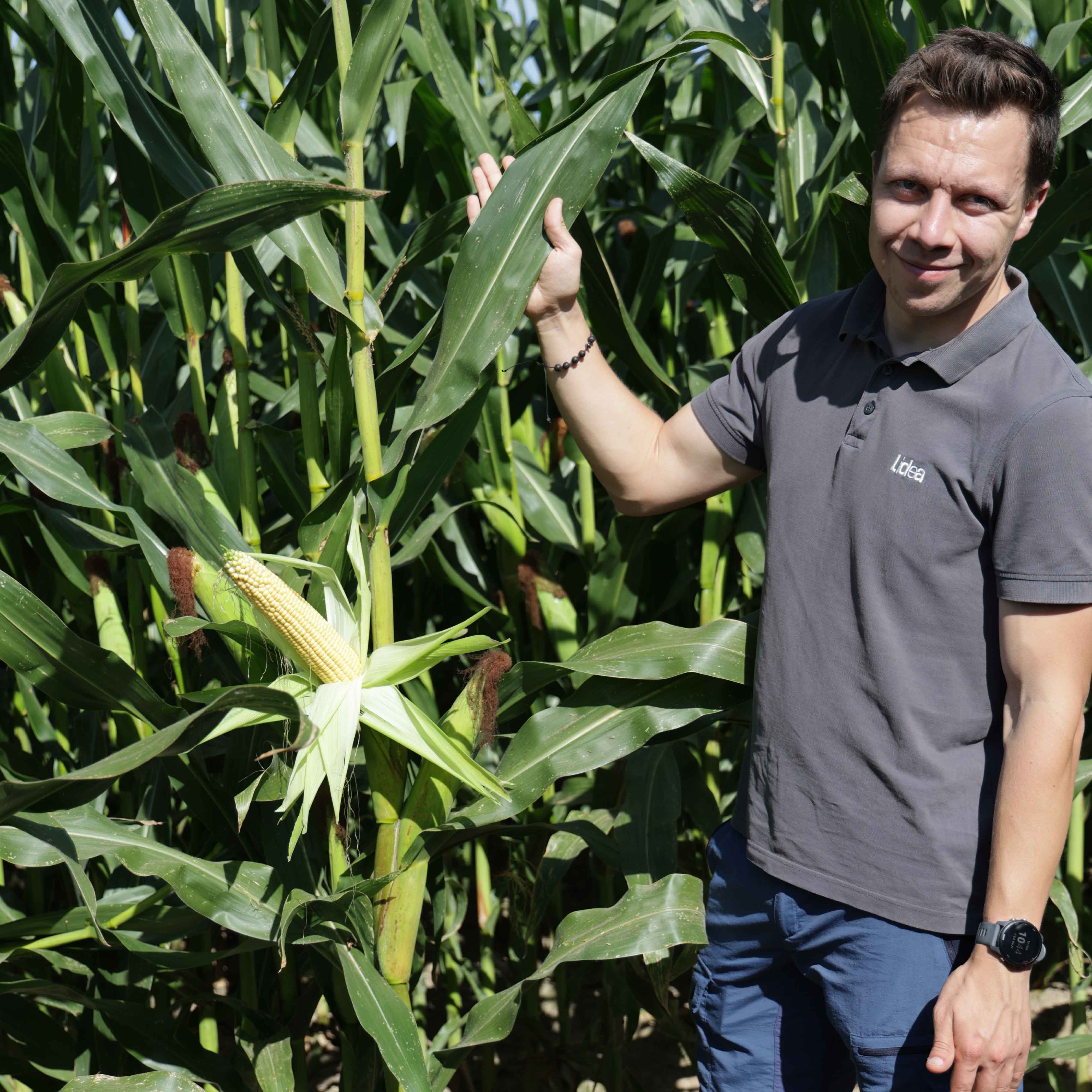 LID3620C ODMIANA KUKURYDZY