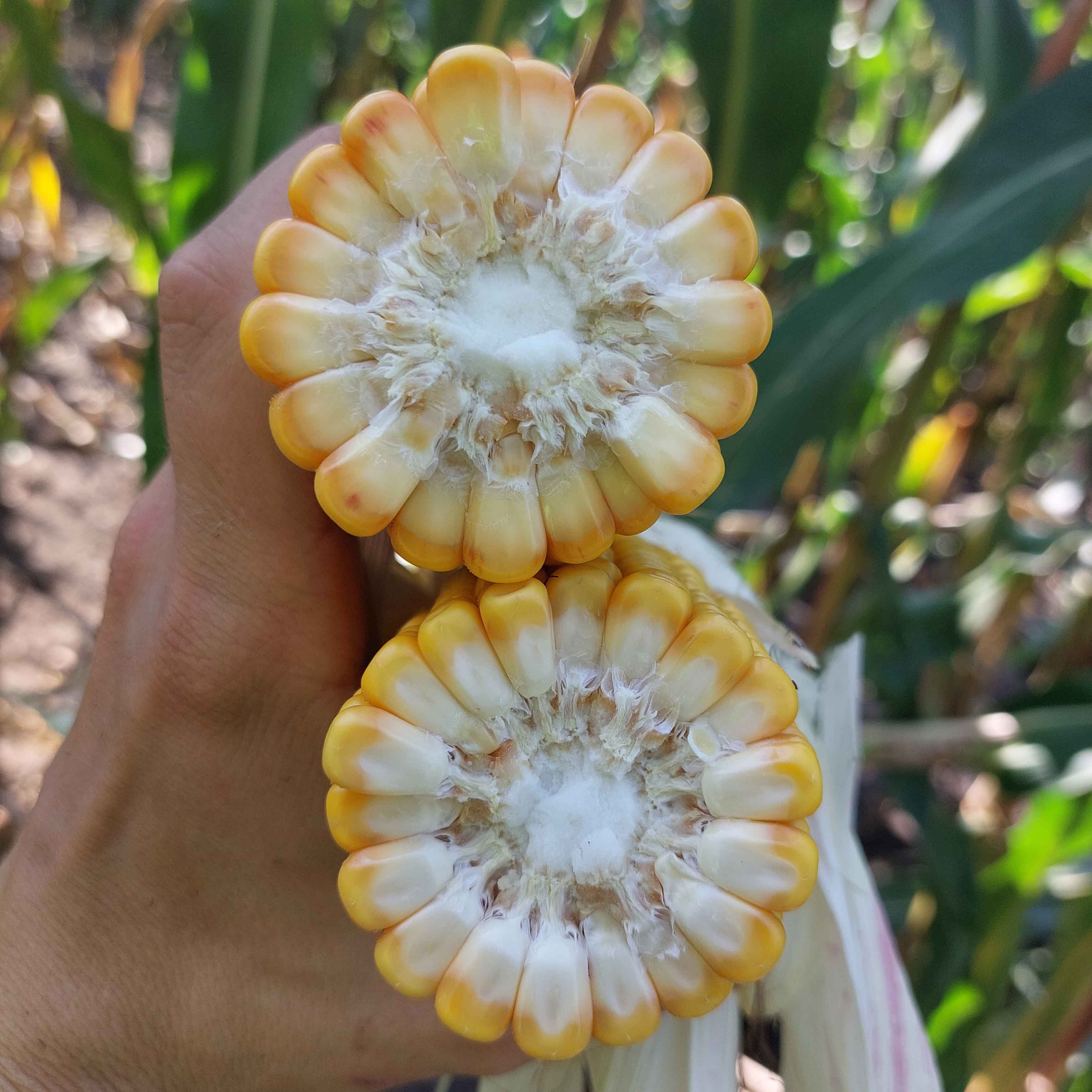 KOLBA KUKURYDZY LID3910C