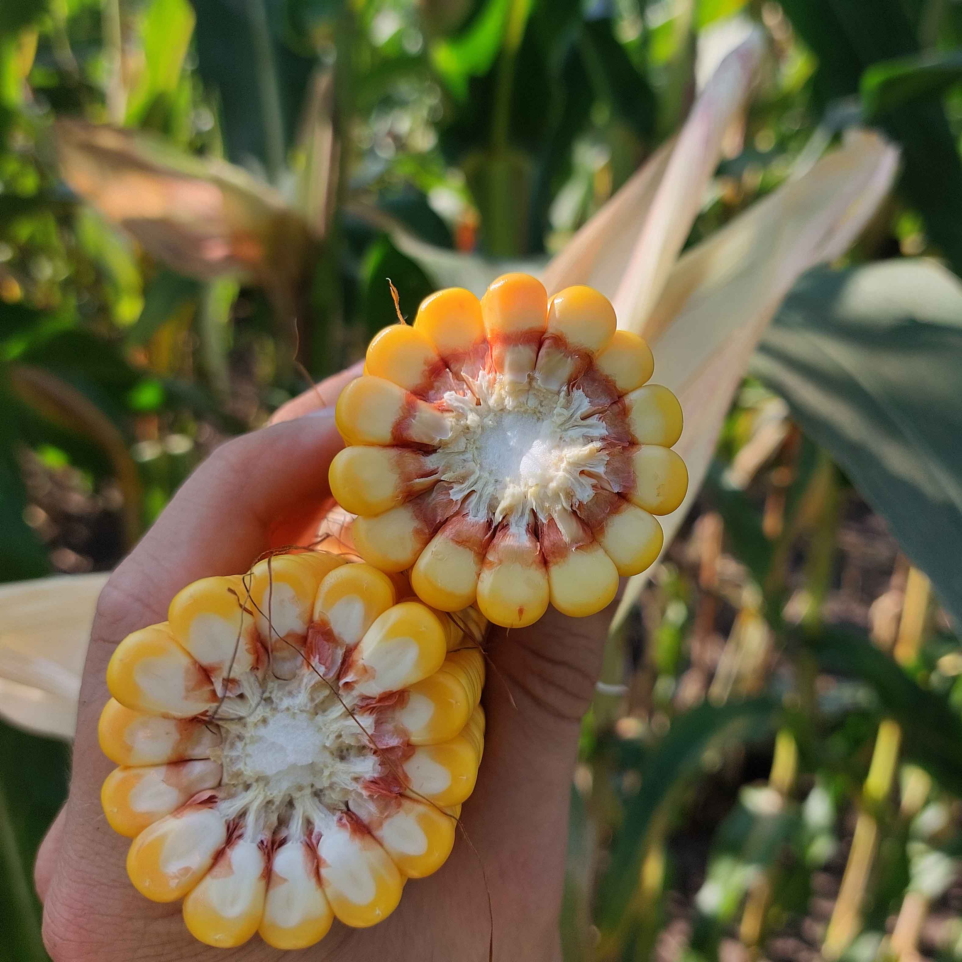 KOLBA ODMIANY OVERSTNE