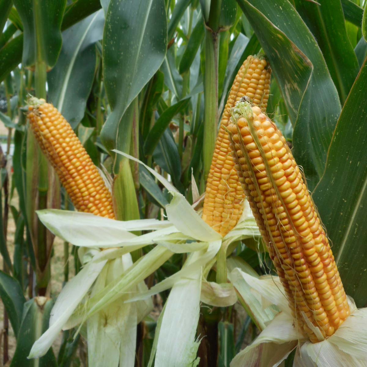 ZDJĘCIE ODMIANY POESI CS OD LIDEA