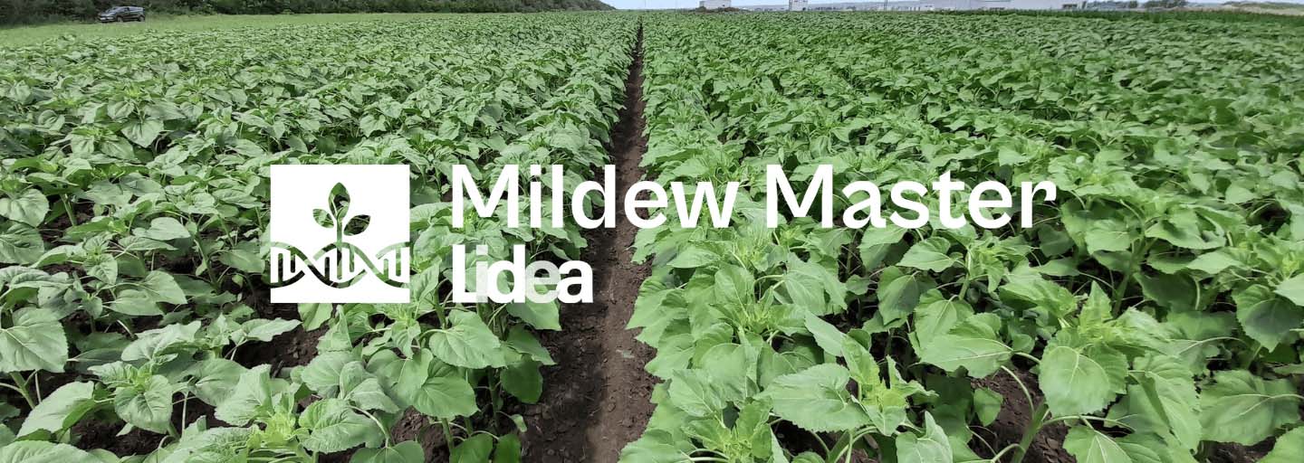 Plantacja słonecznika odporna na mączniaka rzekomego – rozwiązanie genetyczne Mildew Master od Lidea.