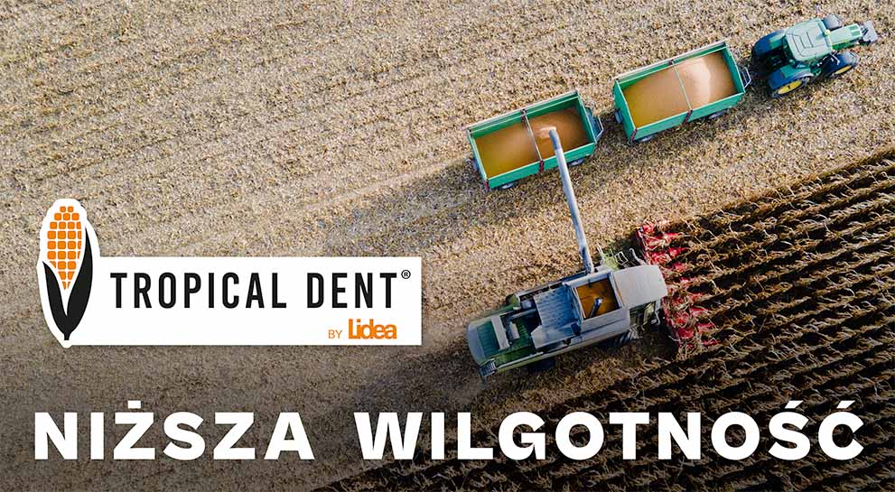 Odmiany Lidea genetyki Tropical Dent schodzą z pola z niższą wilgotnością i łatwiej suszą się w suszarni