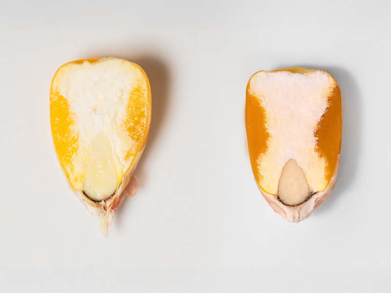 Ziarniaki odmian Tropical Dent mają dużą zawartość skrobii mączystej i szybko dosychają.