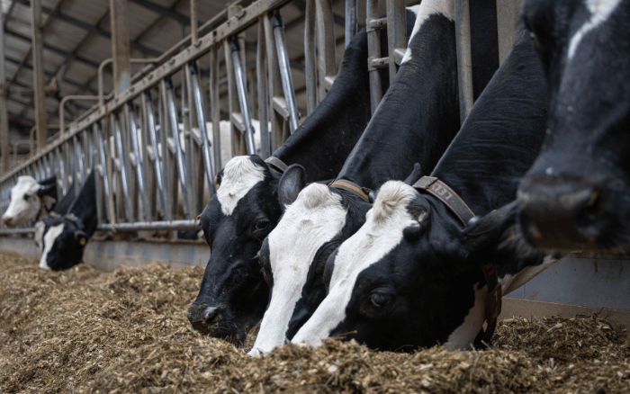 ŻYWIENIE PASZA LIDEA KUKURYDZA NA KISZONKE