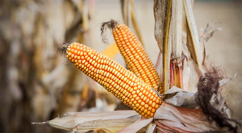 Kukurydza Ibarama FAO 230 – rekordzistka plonowania PDO 2024 w grupie wczesnej