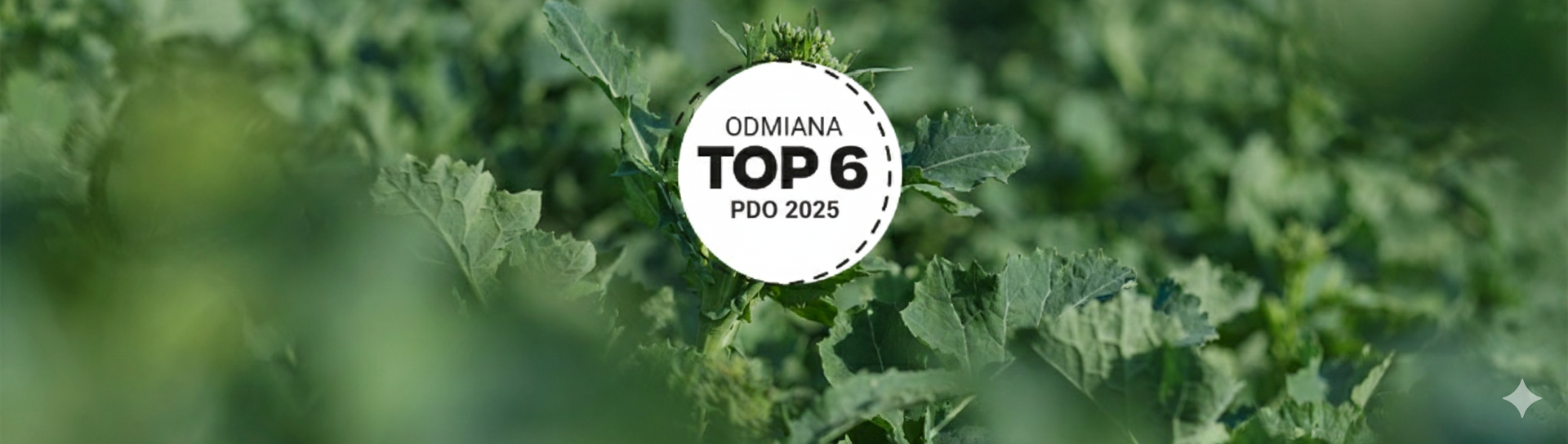 rzepak ozimy LID Caliento (LDC1117)