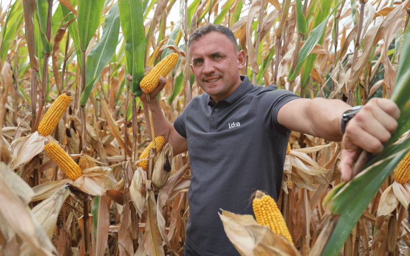 kukurydza tropical dent od lidea