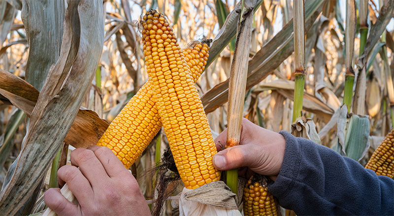 Kukurydza Kingstone FAO 240-250 – odmiana dent o wysokim potencjale plonowania i tolerancji na suszę