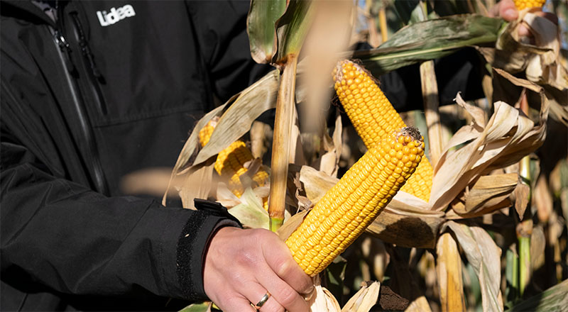 Kukurydza LID1145C FAO 210 – najwcześniejsza odmiana ziarnowa i lider plonowania wg COBORU