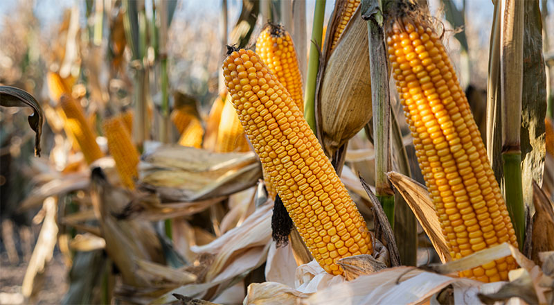 Kukurydza Oklahoma FAO 250 – wysokoplonująca odmiana na słabe gleby o dużej zdrowotności