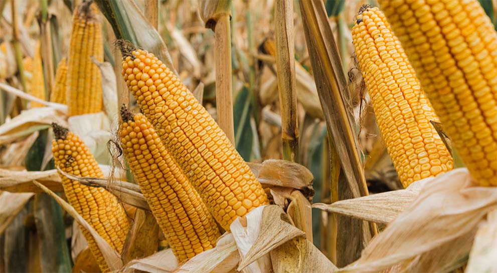 Ranking odmian kukurydzy na ziarno 2025/2026 – zestawienie topowych odmian Lidea
