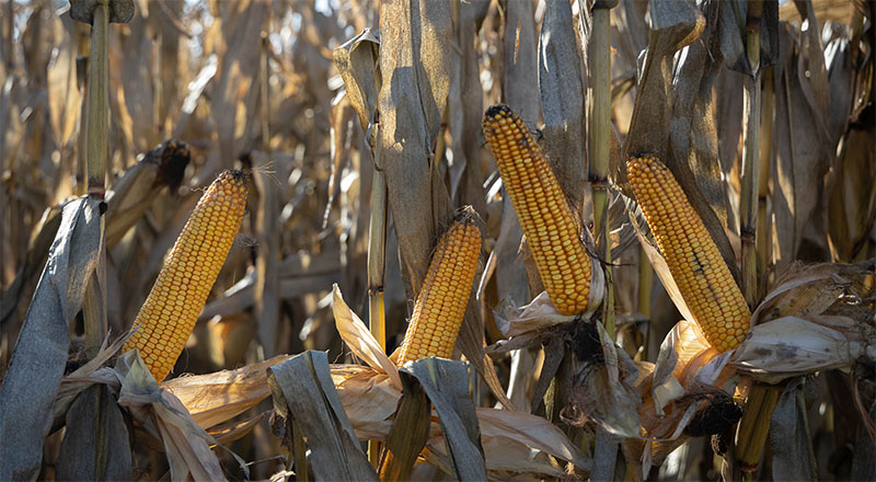 Kukurydza LID2155C FAO 250 – zwycięzca plonowania PDO 2024 w grupie średniowczesnej