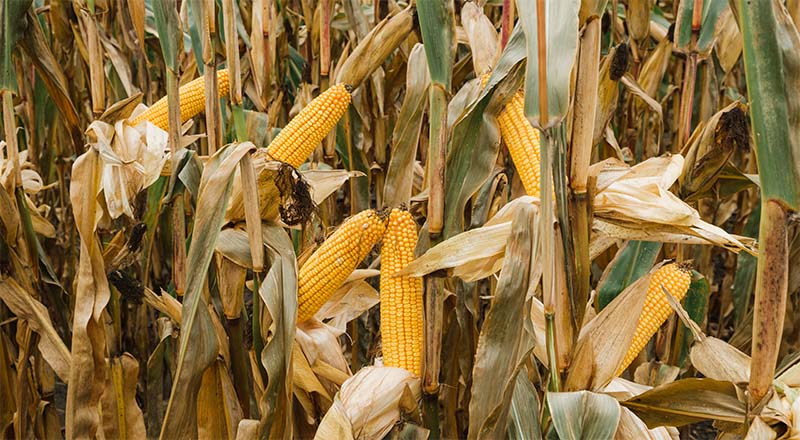 Kukurydza Winterstone FAO 270 – wysokoplonująca odmiana na dobre gleby