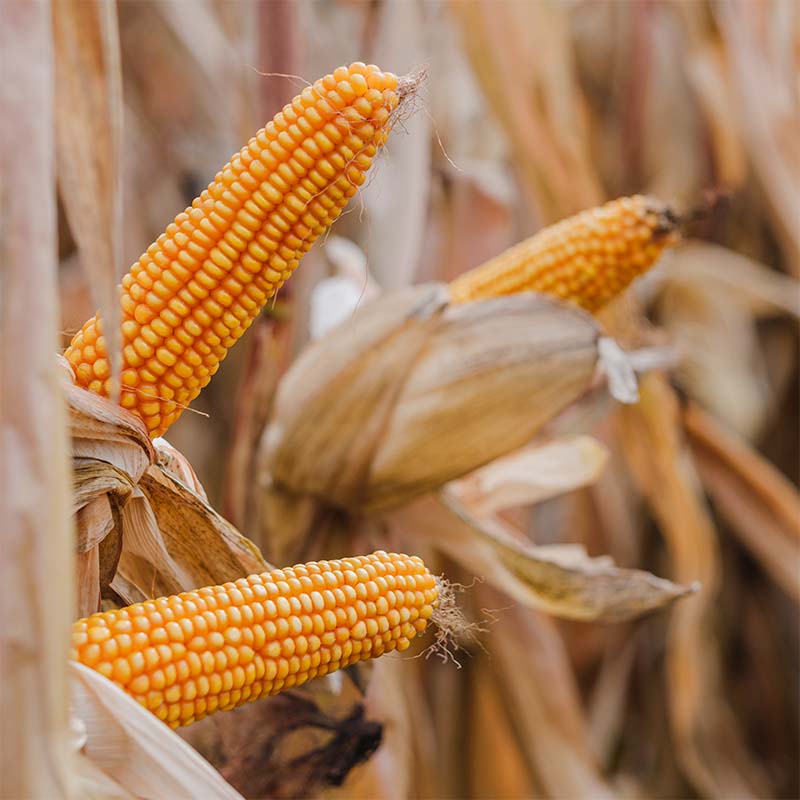 Kukurydza LID2210C FAO 240 – lider plonowania i niskiej wilgotności przy zbiorze